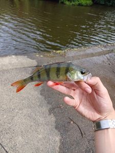 European Perch