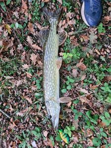 Northern Pike