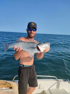 European Bass (Seabass)