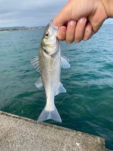European Bass (Seabass)