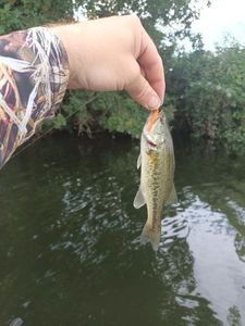 Largemouth Bass