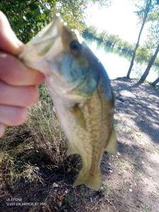 Largemouth Bass