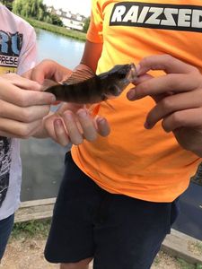 European Perch