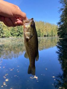 Largemouth Bass