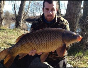 Common Carp
