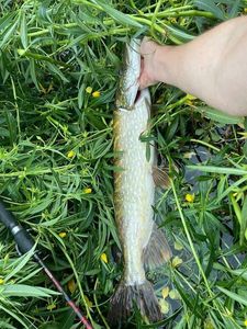 Northern Pike