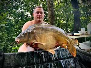 Mirror Carp