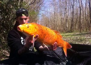 Koï Fish