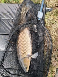 Grass Carp