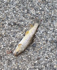 Brown Trout