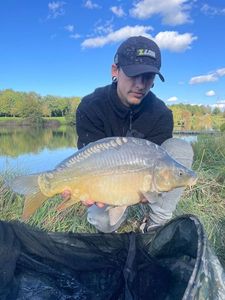 Mirror Carp