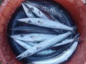 Yellowfin Tuna