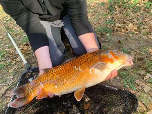Koï Fish