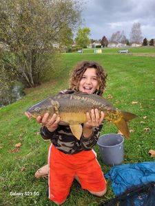 Mirror Carp