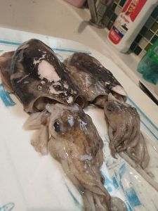 Common Cuttlefish