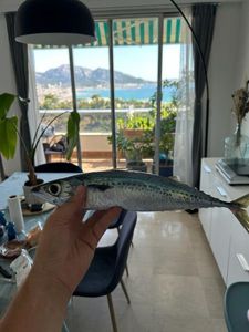 Chub Mackerel