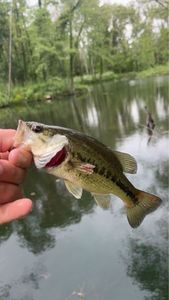 Largemouth Bass