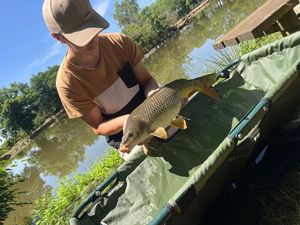 Common Carp