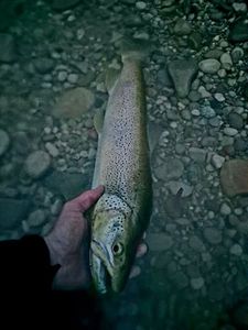 Brown Trout