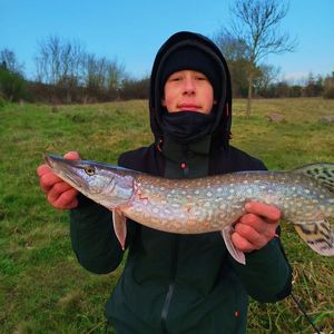 Northern Pike