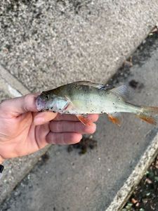 European Perch