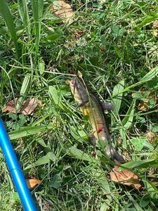 Black Bullhead