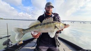 Zander