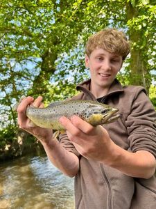 Brown Trout