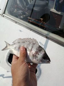 Black Seabream