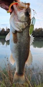 Largemouth Bass
