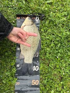 Crucian Carp