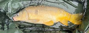 Mirror Carp