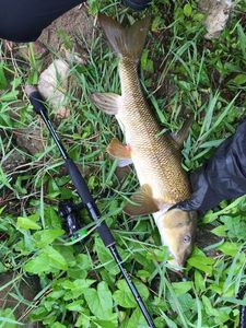 Barbel