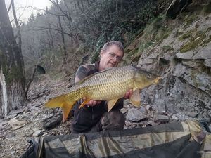 Common Carp