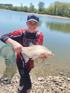 Common Bream