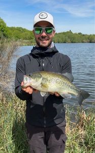 Largemouth Bass