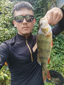European Perch
