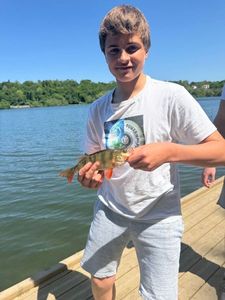 European Perch