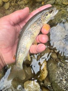 Brown Trout