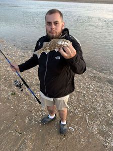 European Bass (Seabass)