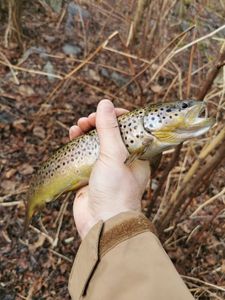 Brown Trout