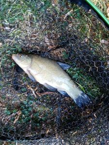 Tench