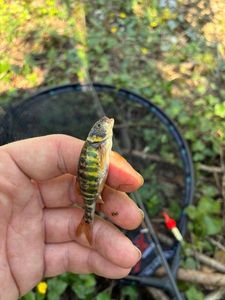 Common Minnow