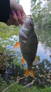 European Perch