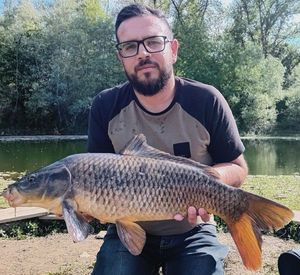 Common Carp
