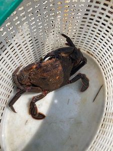 Velvet Swimming Crab
