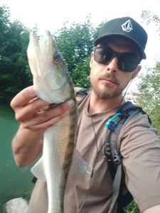 Zander