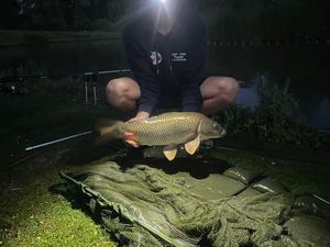 Common Carp