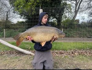 Common Carp