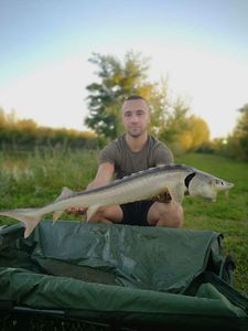 Starry Sturgeon